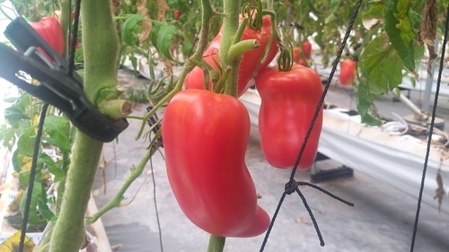 파주시, 농가 10곳서 토종 고깔 토마토 실증재배 시험