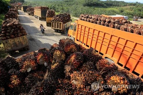 인도네시아 팜유 생산업체 작업 모습