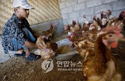 말레이 닭고기 수출금지에 놀란 싱가포르, 인니서 수입 추진