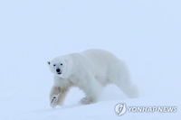 북극곰 멸종 피하나…'기후변화 사냥법' 적응 개체 발견