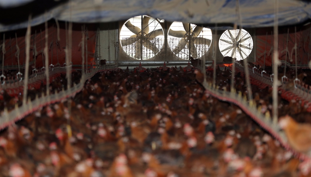 닭 사육장 내부에 설치된 환풍기