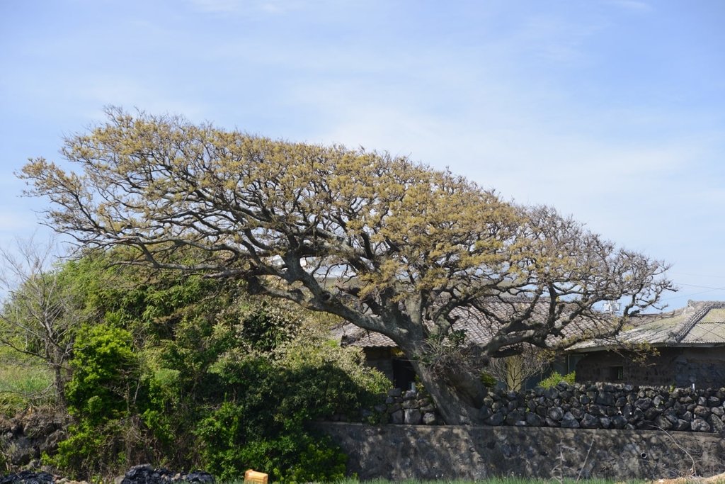제주 구좌읍의 한 팽나무