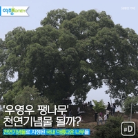 [여행honey] '우영우 팽나무' 천연기념물 될까? - 1