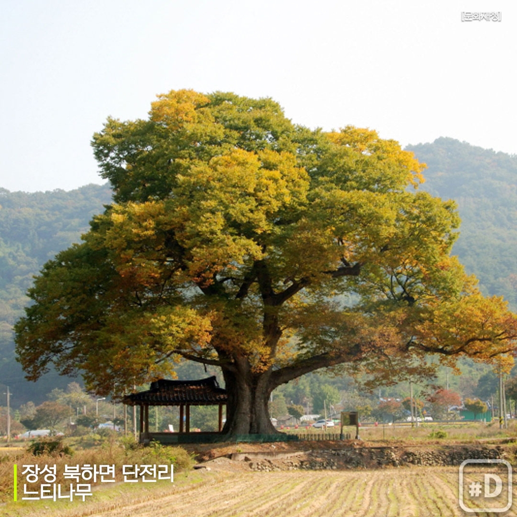 [여행honey] '우영우 팽나무' 천연기념물 될까? - 3