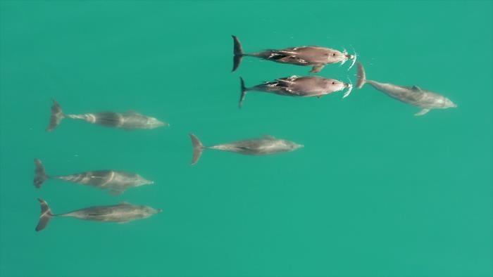 여섯 마리의 수컷 큰돌고래가 암컷 한 마리와 어울리는 장면 