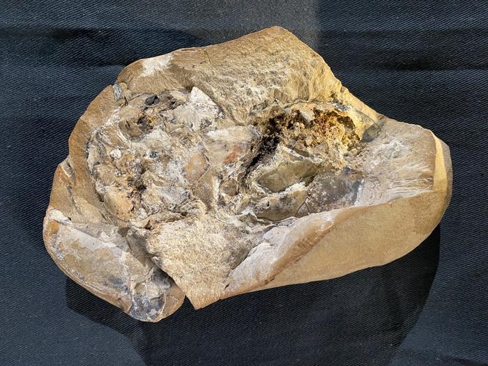3억8천만년 전 심장이 3D 형태로 보존된 판피류 화석 