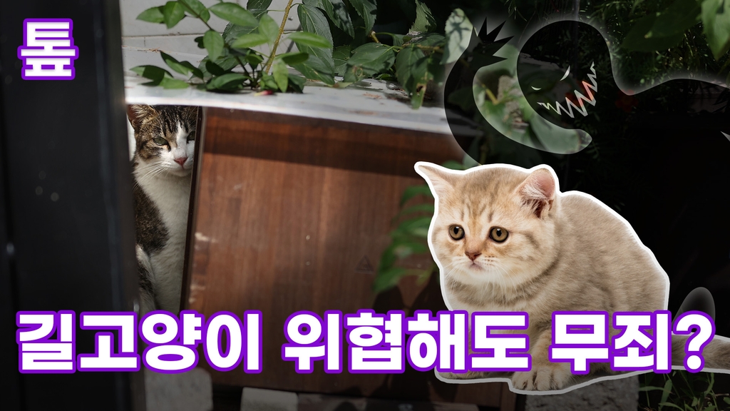 [톺뉴스] 길고양이 위협해도 '무죄'? - 2