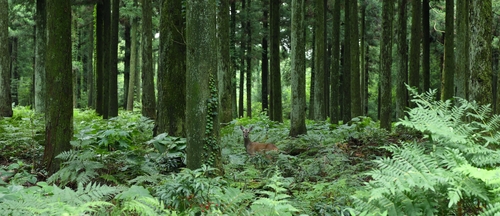 가상현실 속 산림 경험해도 활력·안정감 등 긍정적 감정 생겨