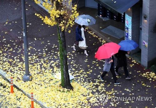 은행나무 옆을 우산을 쓰고 지나는 시민들. [연합뉴스 자료사진]