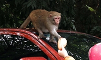 하노이시, '행패' 원숭이 처리에 골치…시민 이빨로 물고 위협