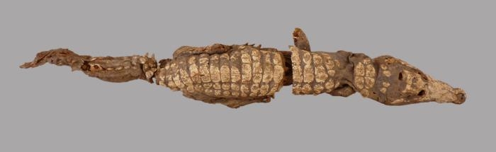 고대 이집트 무덤서 완벽한 상태로 발굴된 악어 미라 