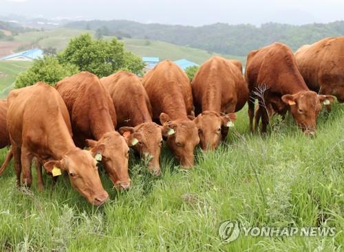 대관령 초지의 한우. [연합뉴스 자료 사진]