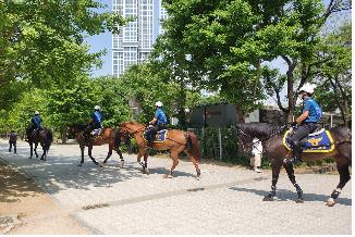 말 타고 서울숲 순찰…매주 수·금요일 기마대 행사