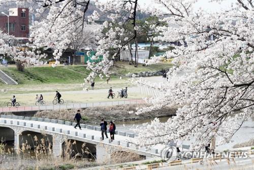올해 벚꽃 만개한 청주 무심천서 '푸드트럭 축제'