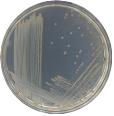 미생물 제제를 구성하는 균주 5종 중 하나인 로도코커스 조스티 CP3-1