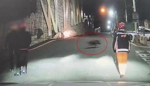 부산서 멧돼지 출몰 신고 잇따라…두 달간 81마리 포획