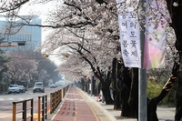 '여의서로 벚꽃길' 4월1일 오전 10시부터 교통통제