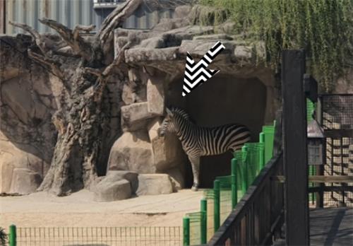 30일 오후 서울어린이대공원 동물원 방사장을 거니는 얼룩말 세로