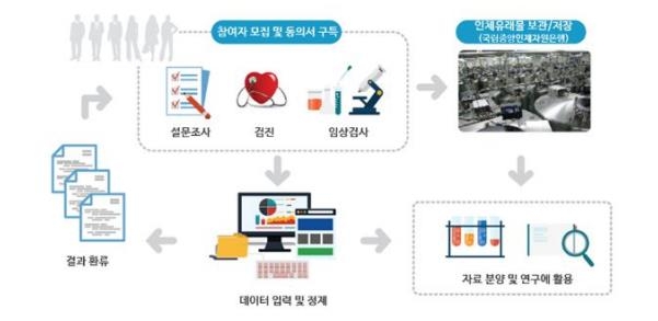 한국인유전체역학조사사업 추진체계