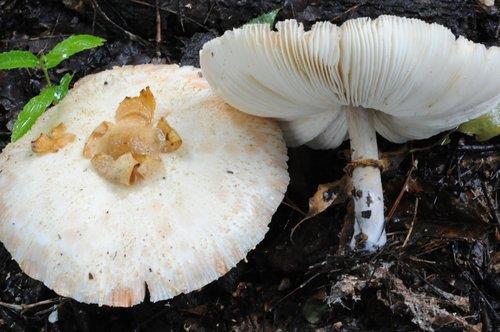 세계에서 가장 위험한 '맹독 버섯' 해독 물질 찾았다