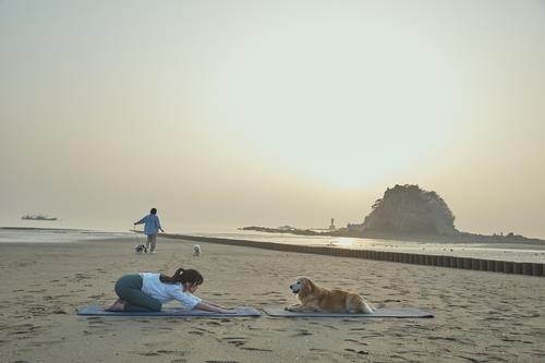 반려견 요가(도가) 