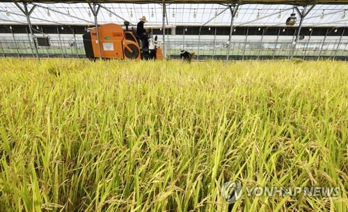 동북통계청, 대구·경북 916곳 쌀 생산량 조사