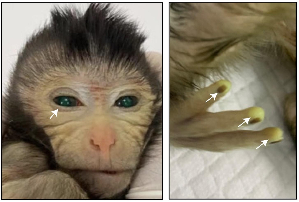 생후 3일 된 키메라 원숭이