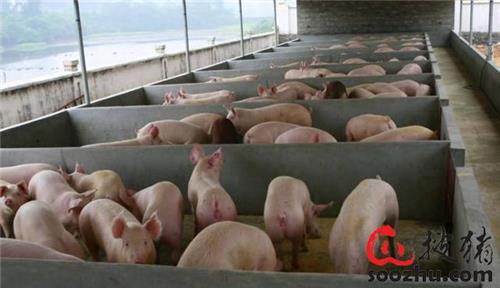 중국 양돈농가 사육 돼지들