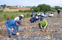 광주시 공직자들, 무안 양파농가 찾아 봉사활동