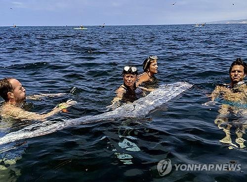 10일(현지시간) 미 캘리포니아 해안에서 발견된 죽은 산갈치