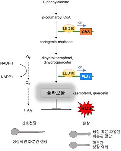 LBD10 화분관 생장조절 모식도