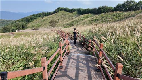 명성산 억새꽃 축제