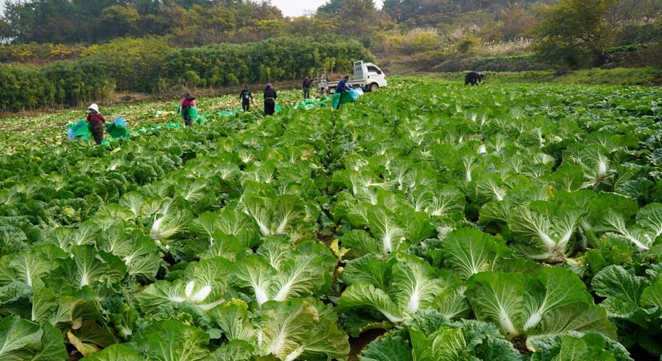 해남 배추밭