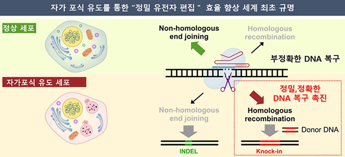 굶주린 세포의 DNA 복구 능력 이용해 유전자가위 정확도 높였다