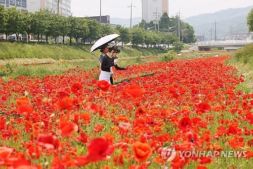 [픽! 임실] '일렁이는 꽃물결' 붉은 자태 드러낸 꽃양귀비