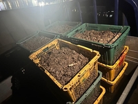 멸치젓 제조 후 찌꺼기 300㎏ 군산 앞바다에 버린 2명 적발