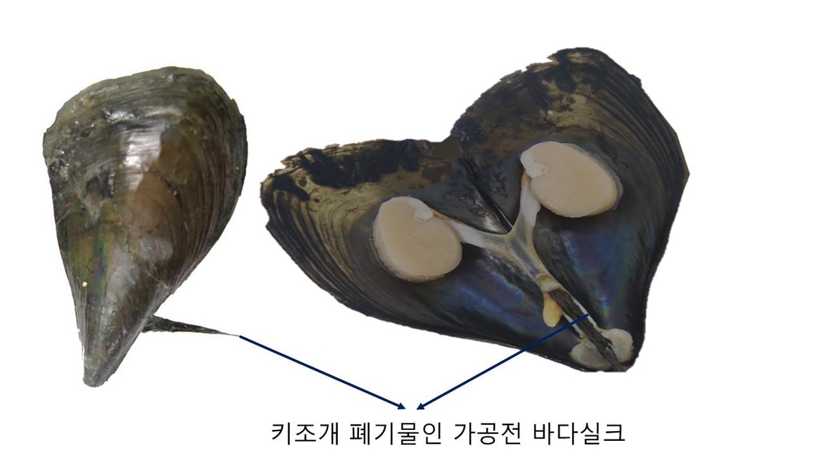 포항공대 연구팀, 키조개 부산물로 고대 로마 최고급 섬유 재현