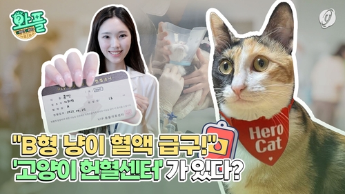 [와플] "B형 냥이 혈액 급구"…고양이 헌혈센터가 있다?