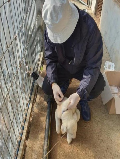 [진도소식] 천연기념물 진도개 방문 진료 호응