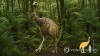 15세기 멸종된 키 3.6ｍ 모아새도 되살리기 시작된다