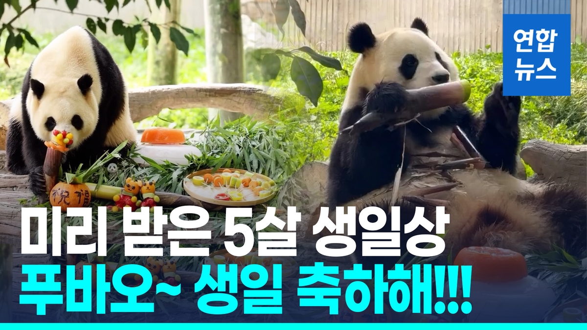 [영상] "뭐부터 먹을까~"…5살 생일상 받은 푸바오 …