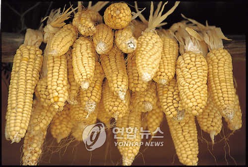 [K-VIBE] 최만순의 약이 되는 K-푸드…옥수수, …