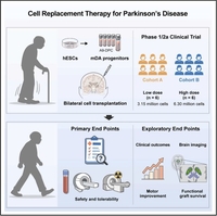  "파킨슨병환자 배아줄기세포 치료로 지휘봉 다시 잡았다"