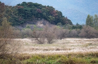 '생태 보고' 김해 화포천, 물억새 은빛 물결 더해져 관광객 인기