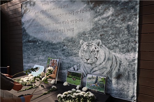 [세상풍경] 호랑이를 사랑하는 사람들