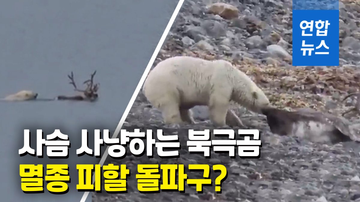 [영상] 온난화 비극…물개에서 사슴으로 '메뉴' 바꾼 북극곰