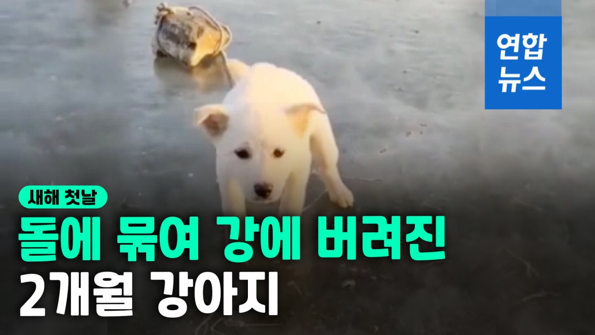 [영상] 새해 첫날 강 얼음판에 버려진 강아지…구조하러 다가가자