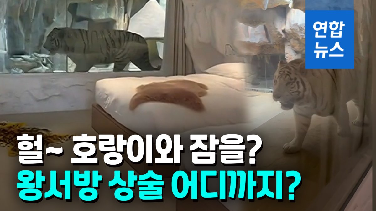 [영상] '호랑이해엔 호랑이와 잠을'…호텔 유리벽 사이두고 '오싹 동침'
