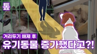 [톺뉴스] 거리두기 해제 후 유기동물 증가했다고?