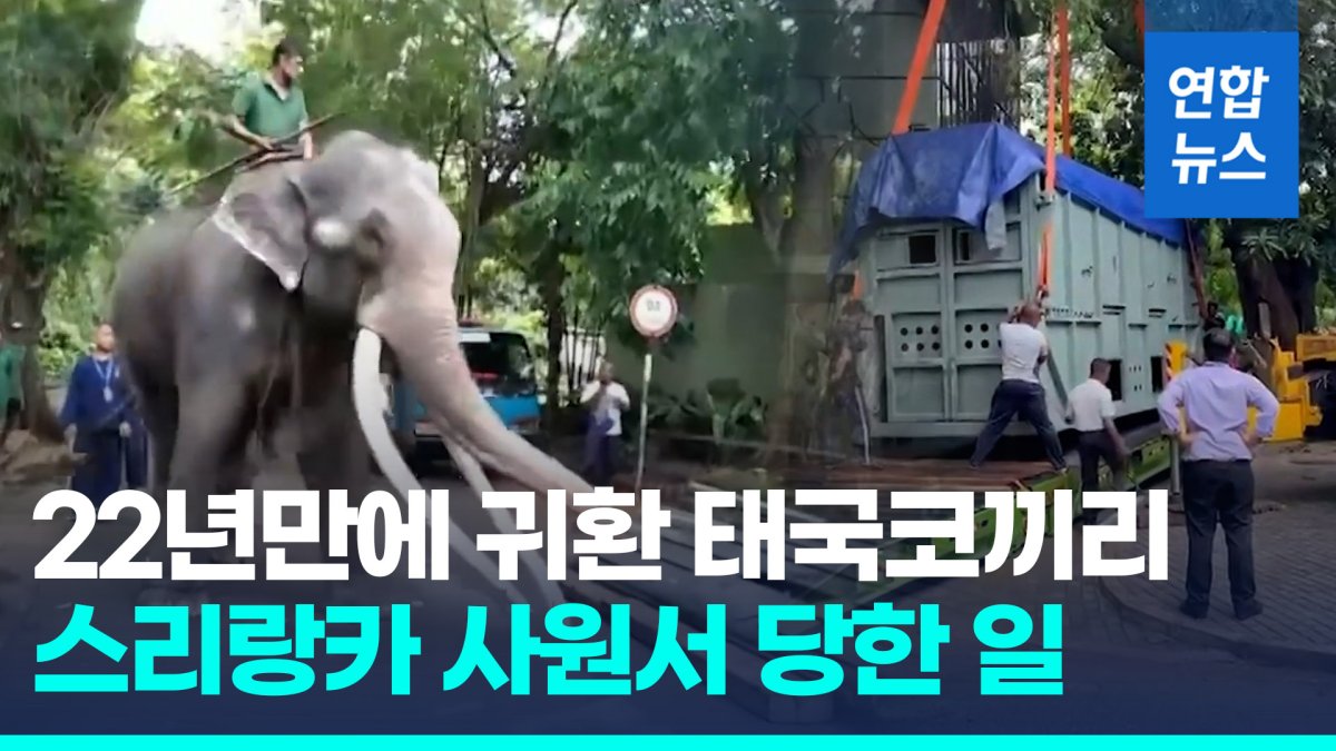 [영상] 코끼리 학대 논란에…스리랑카 생활 22년만에 태국으로 돌아가
